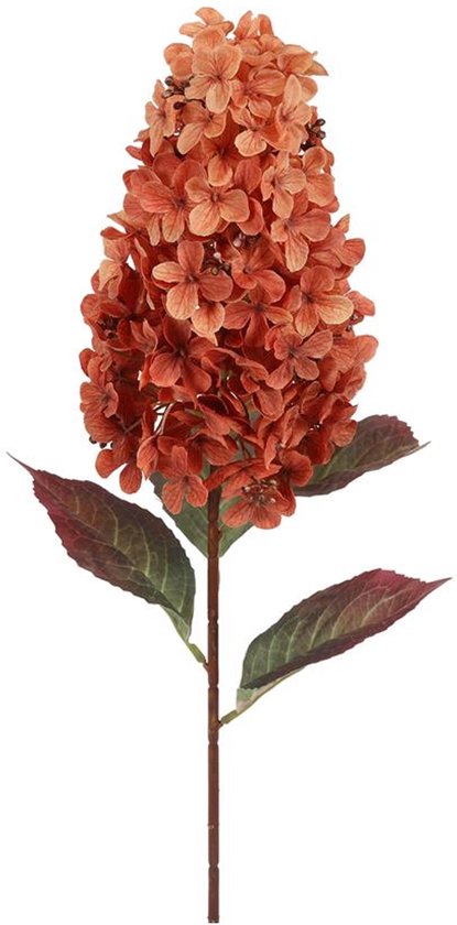 Hydrangea Aletta Paniculata oranje