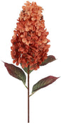Hydrangea Aletta Paniculata oranje