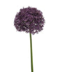 Kunstbloem Allium XL paars 90cm