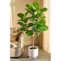 Ficus Lyrata Kunstplant in Pot - H150 x Ø50 cm - Groen
